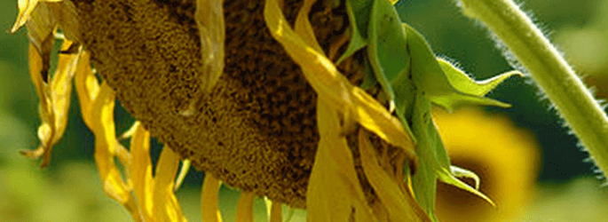 Vitamin D deficiency